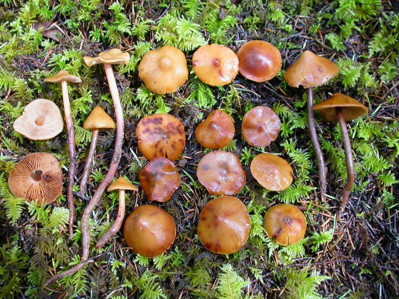 Phaeocollybia pleurocystidiata
